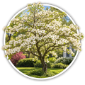 Дерен/Cornus  0